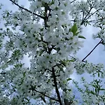 度假居 анничка Khorotseve