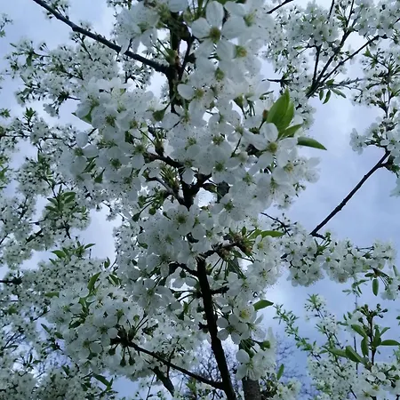 Nyaraló анничка Khorotseve